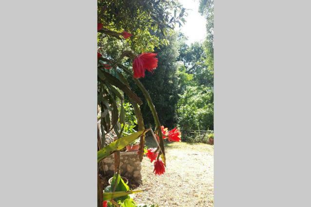 Nel Chianti Lungo La Francigena Apartment กอลเลวัลเดลซา ภายนอก รูปภาพ